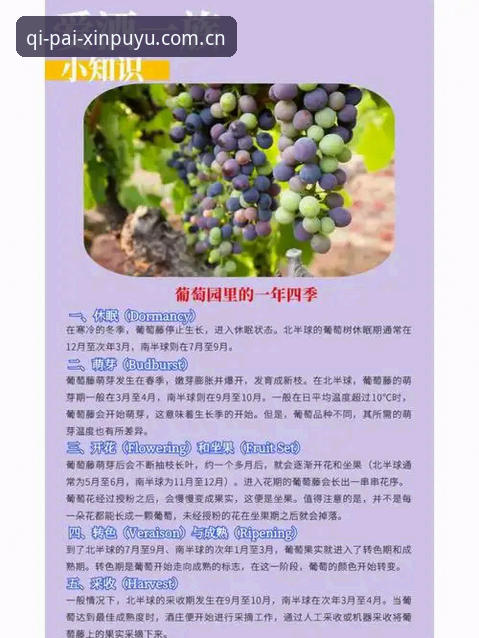 新葡萄最新版本攻略实用指南：从下载到高手进阶的必备知识